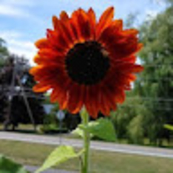 sunflowerlove72